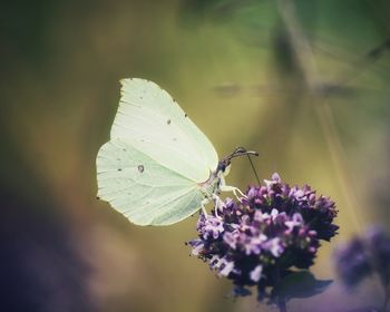 Close-up of butterfly pollinating on purple flower