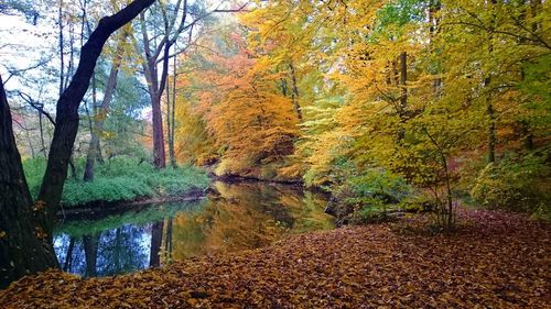 Trees in forest during autumn