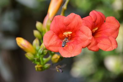 Close-up of bee on flower