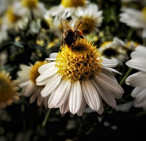 Close-up of bee on yellow flower