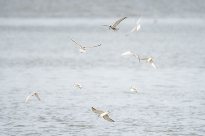 Seagulls flying over sea