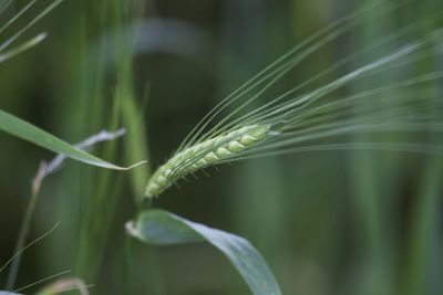 Close-up of green plant