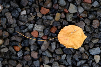 High angle view of autumn leaf on pebbles
