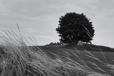 Plant in an andient tomb growing on field against sky