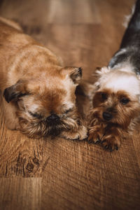 Dog sleeping on wooden floor