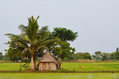 Coconut trees on field against clear sky