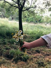 Cropped hand of woman picking flowers