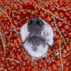 Close-up of a rabbit