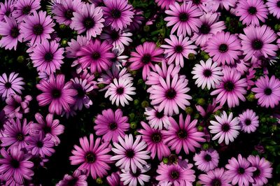 Full frame shot of blue flowers