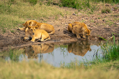 Lioness drinking water