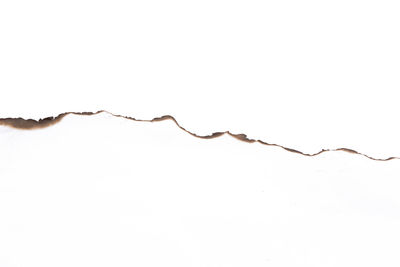 Close-up of barbed wire against white background