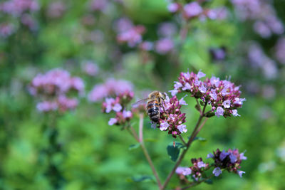 Close-up of bee pollinating on purple flower