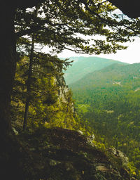 Scenic view of forest against sky