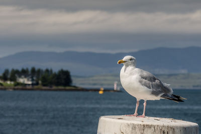 Side view of a bird against the lake