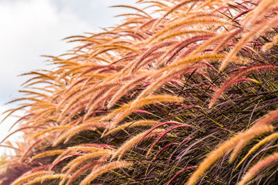 Close-up of palm tree against sky