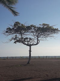 Tree on beach against clear sky