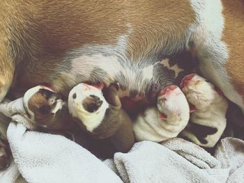 High angle view of bulldog feeding newborn puppies