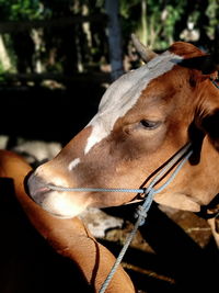 Close-up of a cow