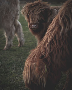 Horse in a field