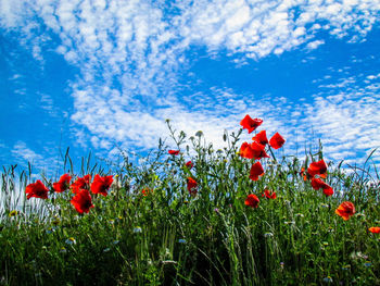 Low angle view of poppies blooming against sky