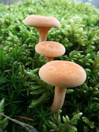 Close-up of mushroom growing on grass