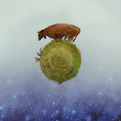 Digital composite image of a turtle in water