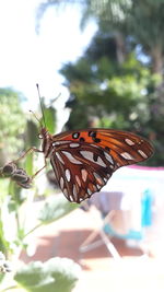 Close-up of butterfly pollinating flower