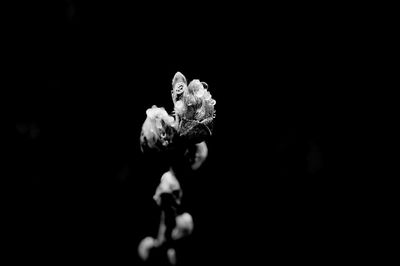 Close-up of rose against black background