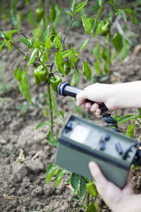 Cropped hand of person examining vegetable growing in farm