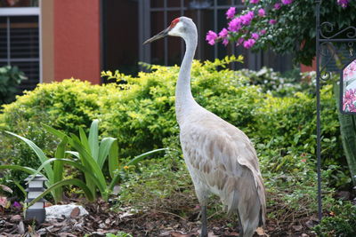 Close-up of sandhill crane on grass