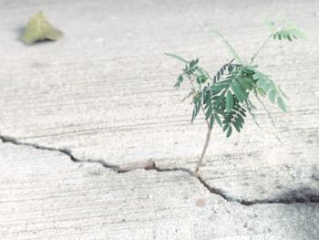 Close-up of small plant