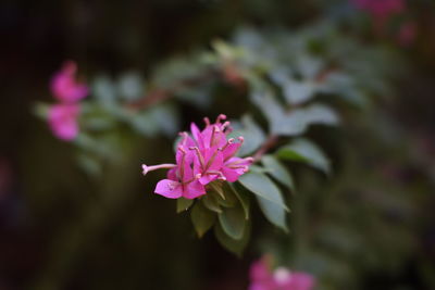 flowering plant