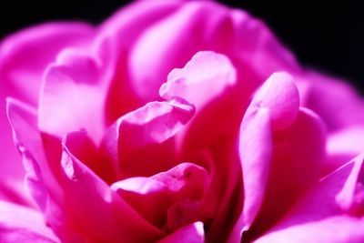 Close-up of pink rose flower against black background