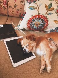 High angle view of dog relaxing on rug at home