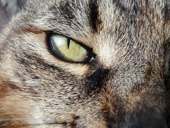 Close-up portrait of a eye