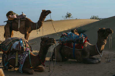 Camels in desert against sky