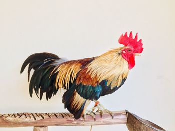 Close-up of rooster