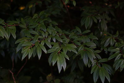 Close-up of fresh green leaves