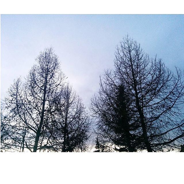 bare tree, tree, branch, low angle view, clear sky, tranquility, tranquil scene, beauty in nature, nature, scenics, sky, silhouette, blue, transfer print, auto post production filter, outdoors, day, no people, copy space, tree trunk