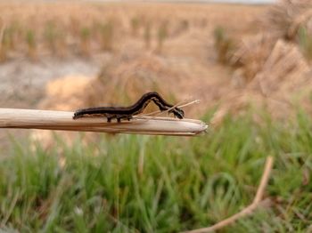 Close-up of a horse on field