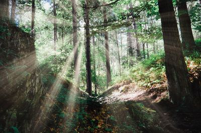 Sunlight streaming through trees in forest