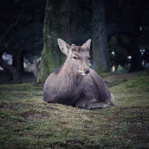 Deer resting comfortably on grass in nara, japan