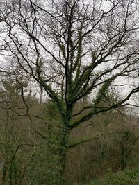 View of bare tree in forest