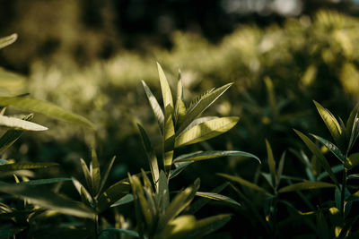 Close-up of plant growing on field