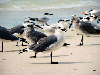 Seagulls on beach