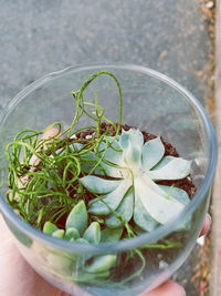 High angle view of plant in glass bowl on table