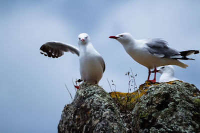 Low angle view of bird perching on rock against sky