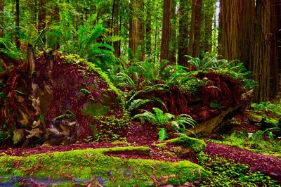 Trees and plants in forest