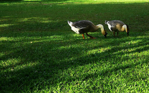 View of birds on field