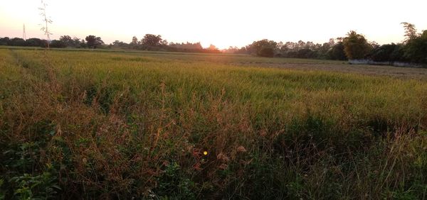 Scenic view of field against sky